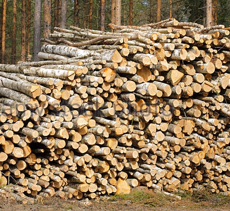 Log wood