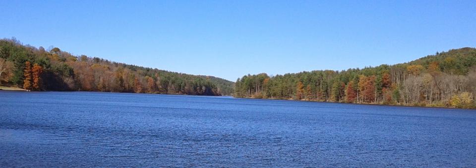 Copeland Lumber forest